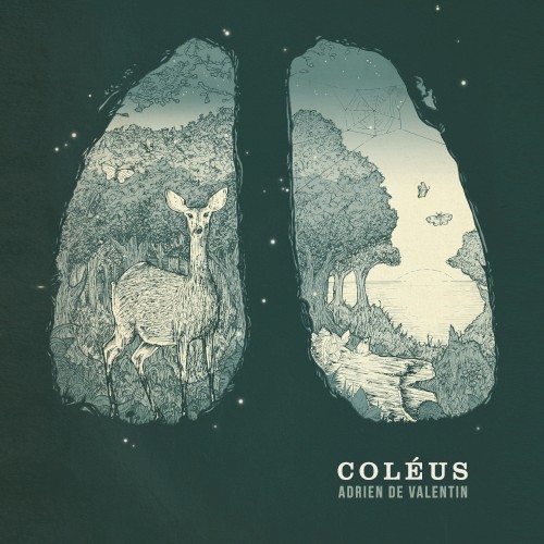 Coléus