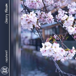 Cherry Blossom