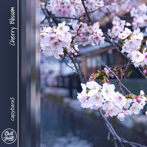 Cherry Blossom