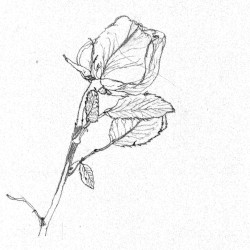 a rose, modified contour (b sides_002)