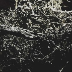 Music for the Observation Tree
