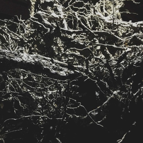 Music for the Observation Tree