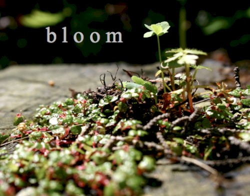Bloom