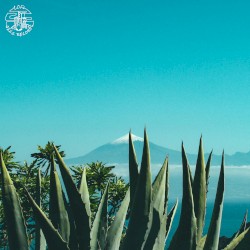 Agave