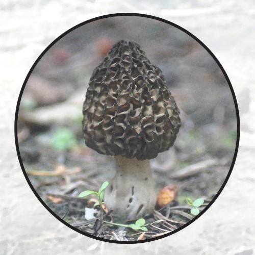 Moonlit Missive #104: 'Midday Mushrumps'