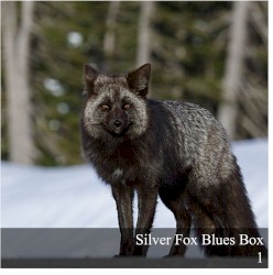Silver Fox Blues Box 1