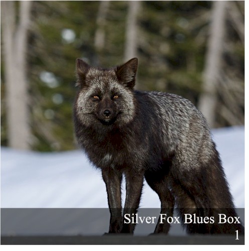 Silver Fox Blues Box 1