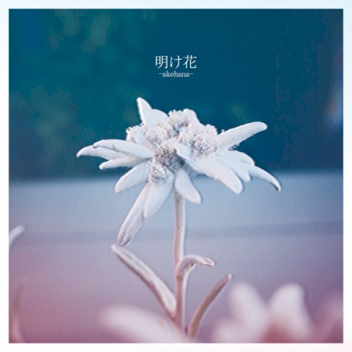 明け花