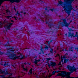 Buddha's Dealer
