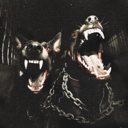 DAWGS