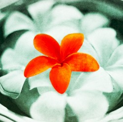 プルメリア 〜花唄〜