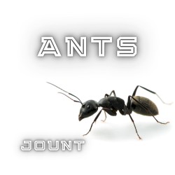 Ants