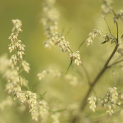 cicuxe