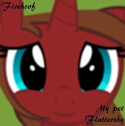 My pet Fluttershy