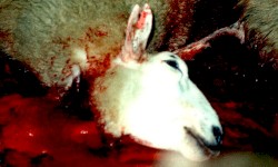Animal Torture