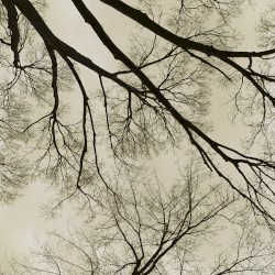 Darkening Skies Consume the Woods