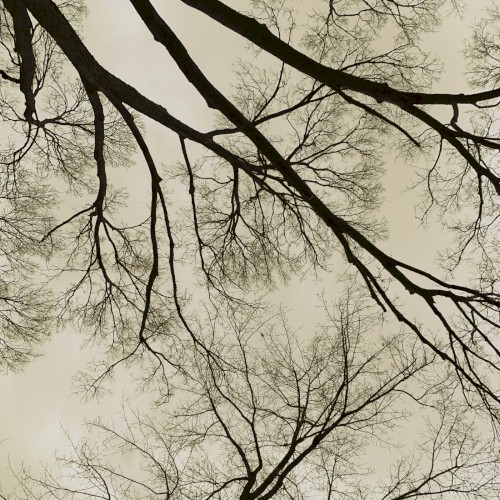 Darkening Skies Consume the Woods