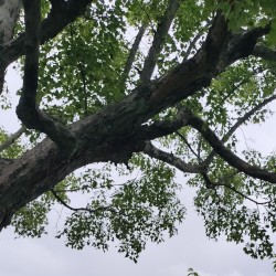 ambient kyoto 0020