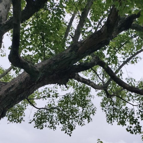 ambient kyoto 0020