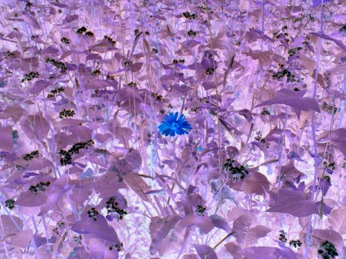 Droneflower