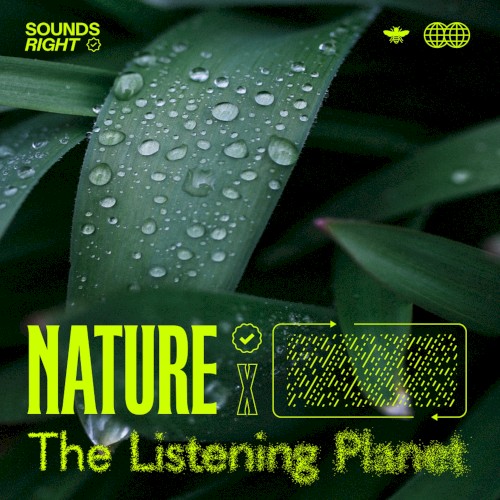 Nature’s Rainfall Melodies