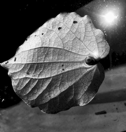 Kawakawa