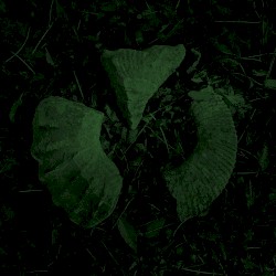 Aura Fossil