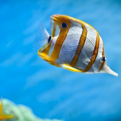 fishスプリット