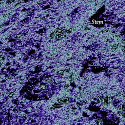 Stem