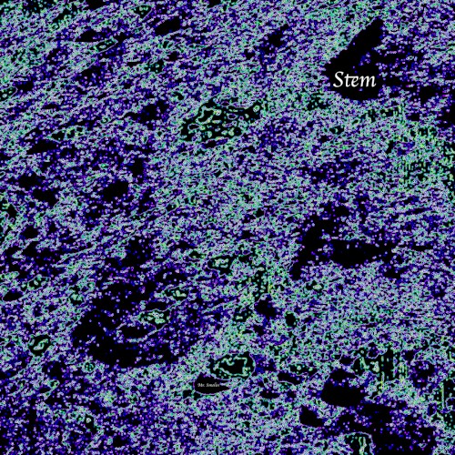 Stem