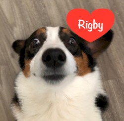 Rigby