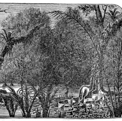 Selva