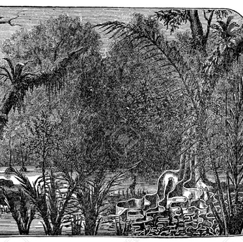 Selva