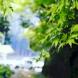 lost summer