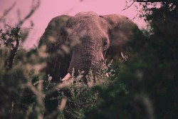 Loxodonta
