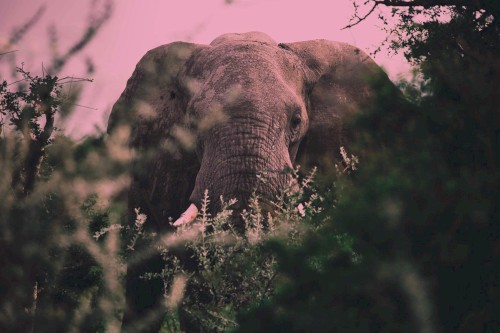 Loxodonta