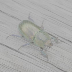 Larval Incantations - I