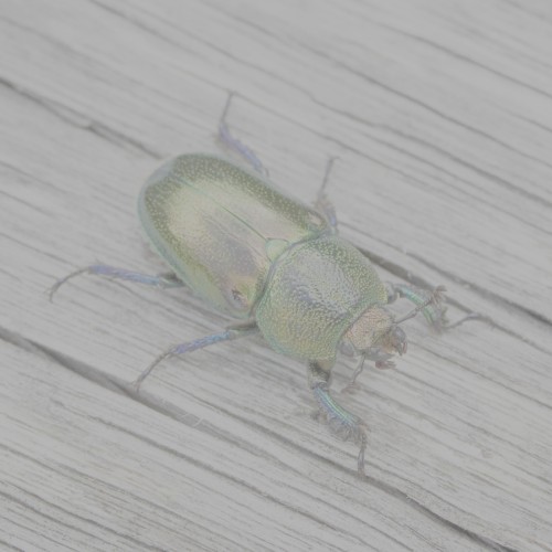 Larval Incantations - I