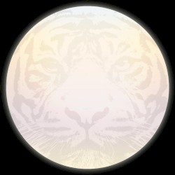 Moon Tiger