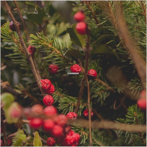 Elderberry