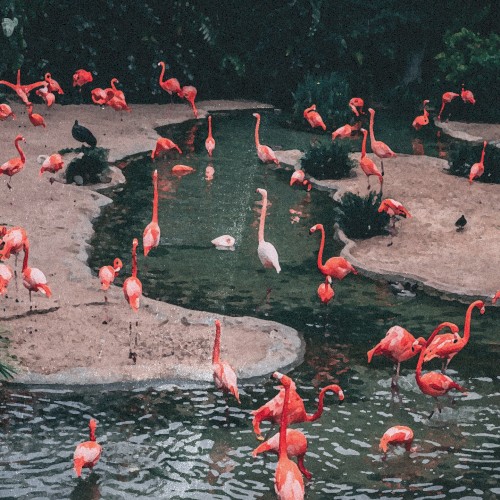Flamingo