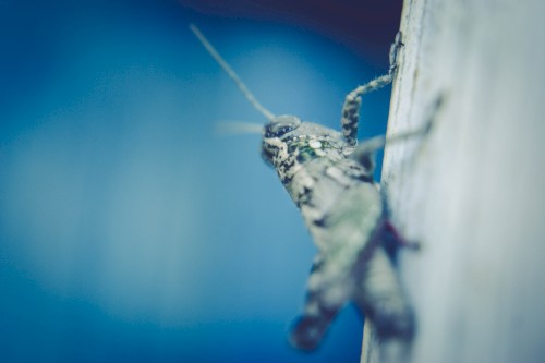 Crickets and Wind Chimes, With Neither Crickets nor Windchimes