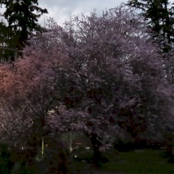 Mill Creek, WA (03-26-2025)
