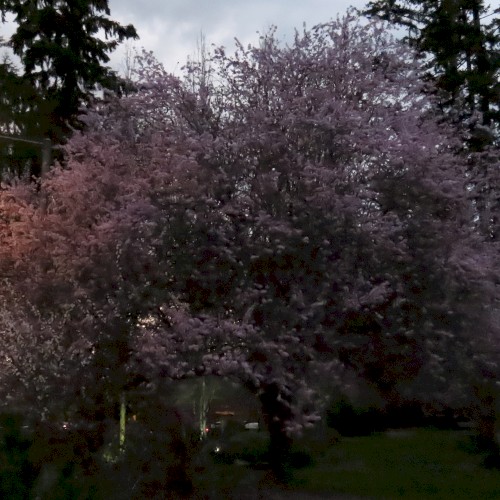 Mill Creek, WA (03-26-2025)