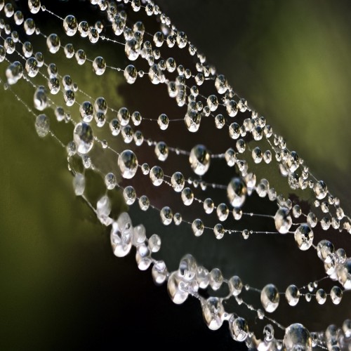 Morning Dew Upon a Spider's Web