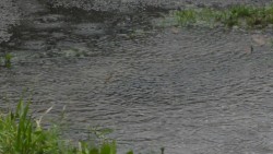 dark rain