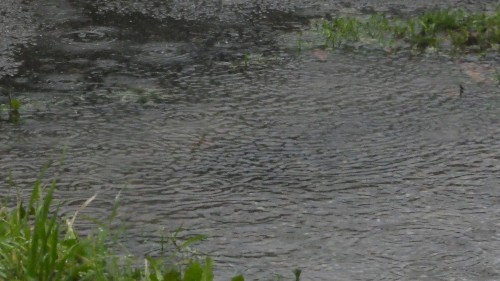 dark rain