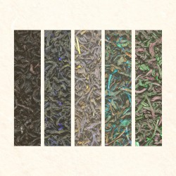 White Tea