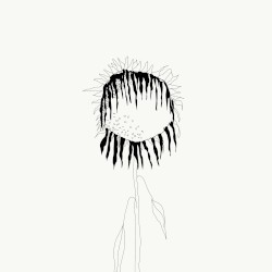 Sonnenblumenfeld