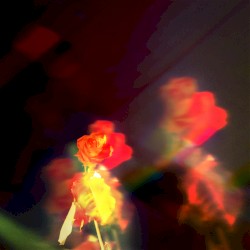 Petals on the Moon